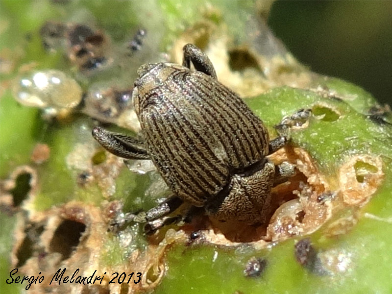 Quale Curculionidae ? - Mononychus punctumalbum